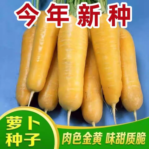 【今年新种】黄参水果胡萝卜种孑齐头黄胡萝卜种春秋季蔬菜种子