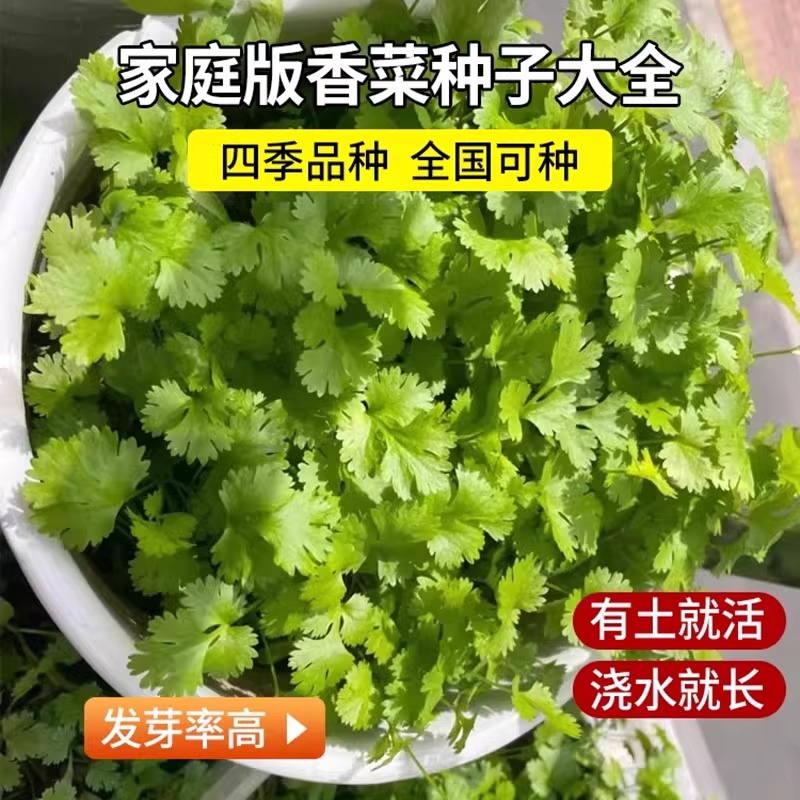 【四季大叶香菜】菜籽阳台盆栽四季耐热芫荽种子农家庭院阳台