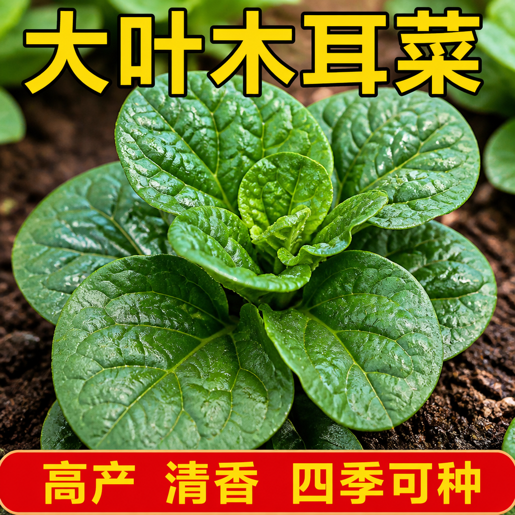 大叶木耳菜种子高钙肉厚耐热耐寒