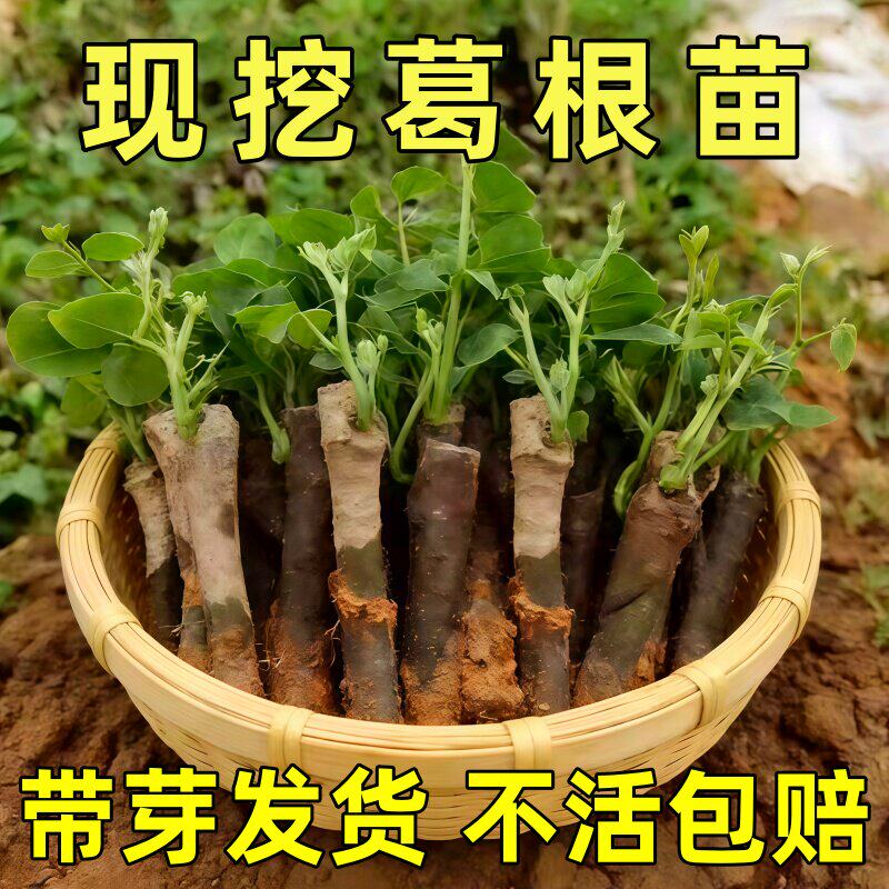 【带芽发货】无渣粉葛根苗高产葛根苗扦种藤秧苗农家葛藤苗新鲜