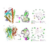 金属离子.供价 分子对接方法：autodock薛定谔 moe 柔性分子对接