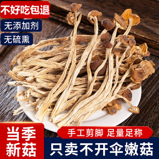 当季 新货古田农家茶树菇500g特级干货家用炖汤煲汤食用菌菇旗舰店