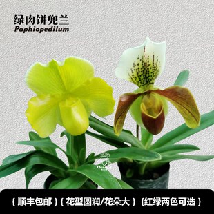 兜兰之家-绿肉饼兜兰 带花苞红肉饼/绿肉饼花期长室内盆栽大花兜