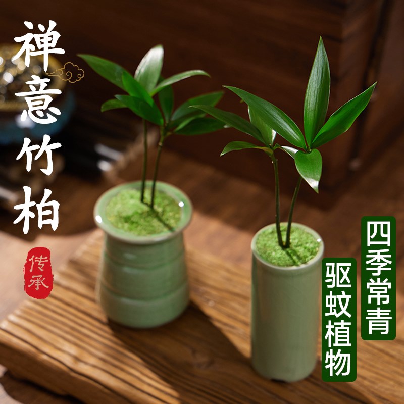 竹柏盆栽禅意绿植微型盆景造景摆件室内桌面办公室驱蚊植物好养活