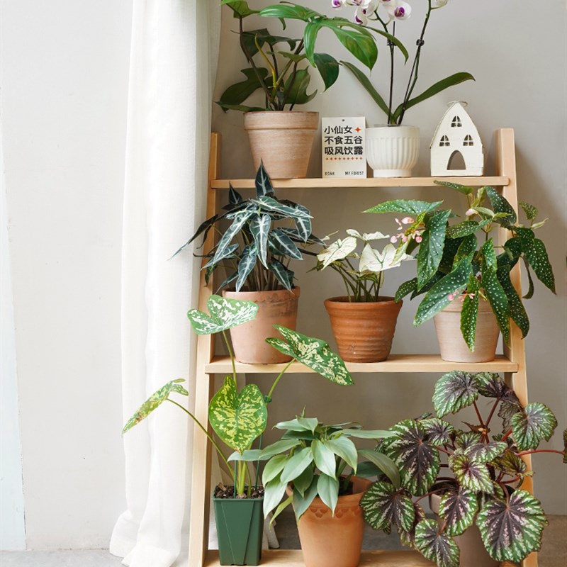 麦芽森林68实木三层梯子花架置物架阳台露台庭院落地式轻奢客厅