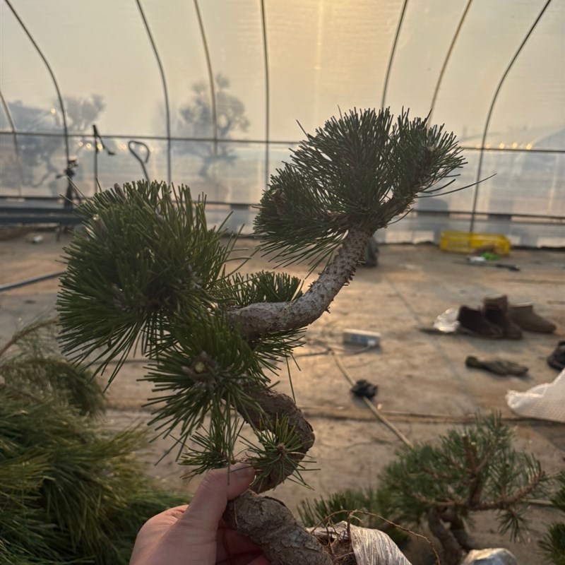 黑松盆景造型素材爆皮老桩多年盆栽庭院松树迎客松树桩一物一拍
