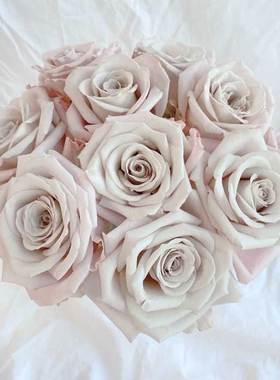 曼塔玫瑰花大盆栽复古灰色调肯尼亚切花月季阳台庭院四季花卉绿植