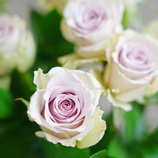 淡雅轻灵高级浅紫色海洋之谜玫瑰鲜花家居插花水养节日送花好养