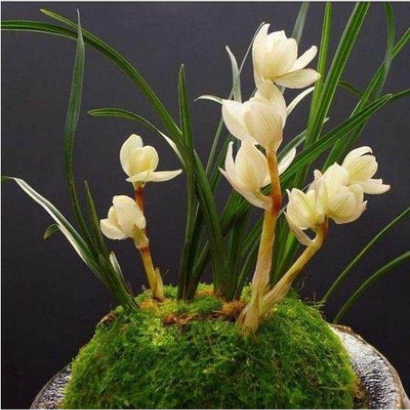 云南老种兰花苗 莲瓣兰 素冠荷鼎 自然环境种植植物浓香 老种盆栽