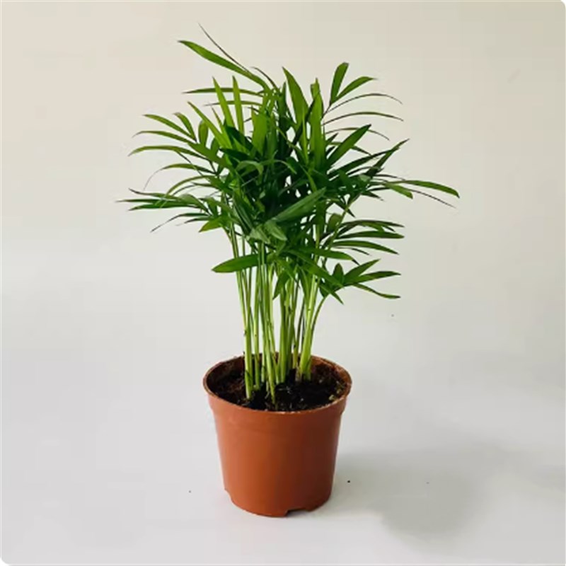 吸水石植物绿植珍珠草水陆缸雨林缸假山造景苔藓蕨微景观盆景植物