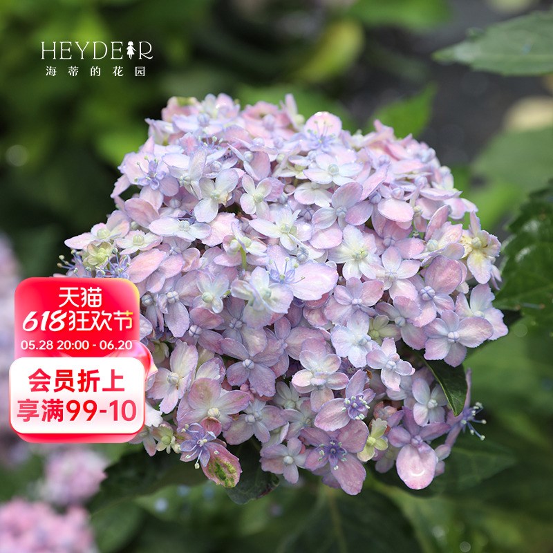 海蒂的花园旗舰店大花绣球有松好养易开花阳台庭院花卉盆栽植物