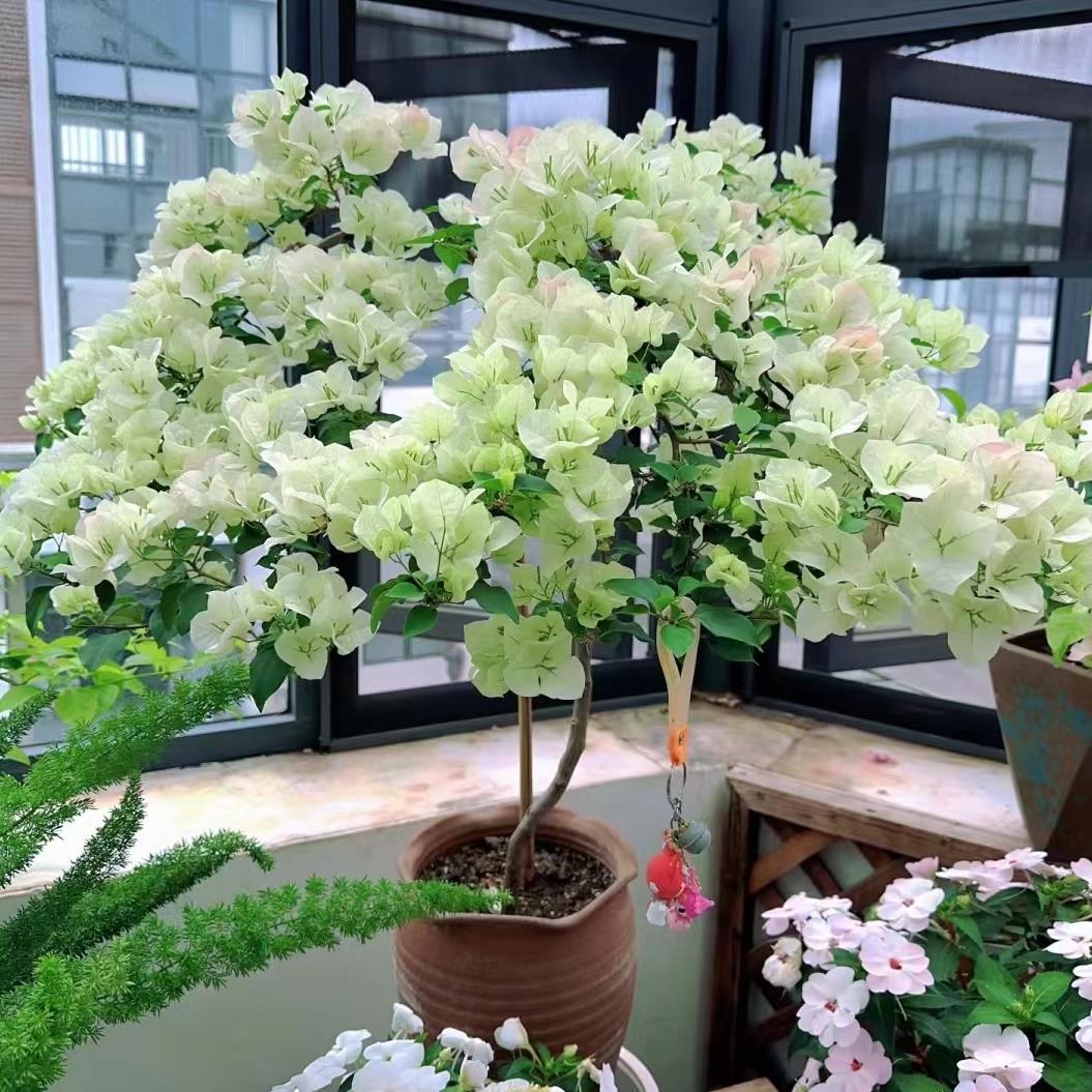 重瓣绿樱三角梅盆栽带花老桩室内庭院阳台爬藤绿植四季开盆栽花卉