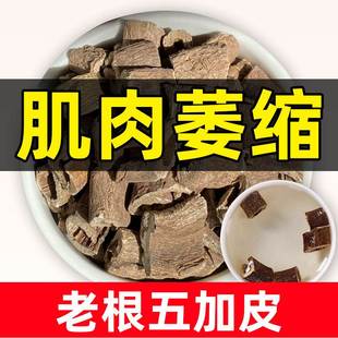 五加皮的功效中药材正品官方旗舰店新鲜香料非野生南五加皮可泡酒