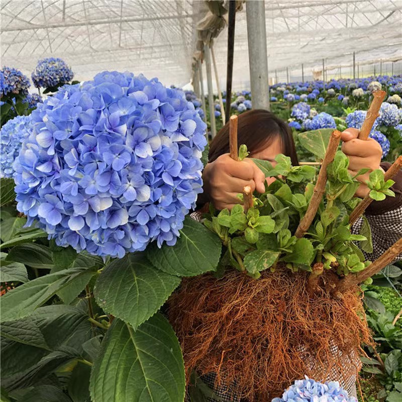 无尽夏绣球老桩花苗盆栽重瓣大花阳台室内外庭院八仙花卉植物耐寒