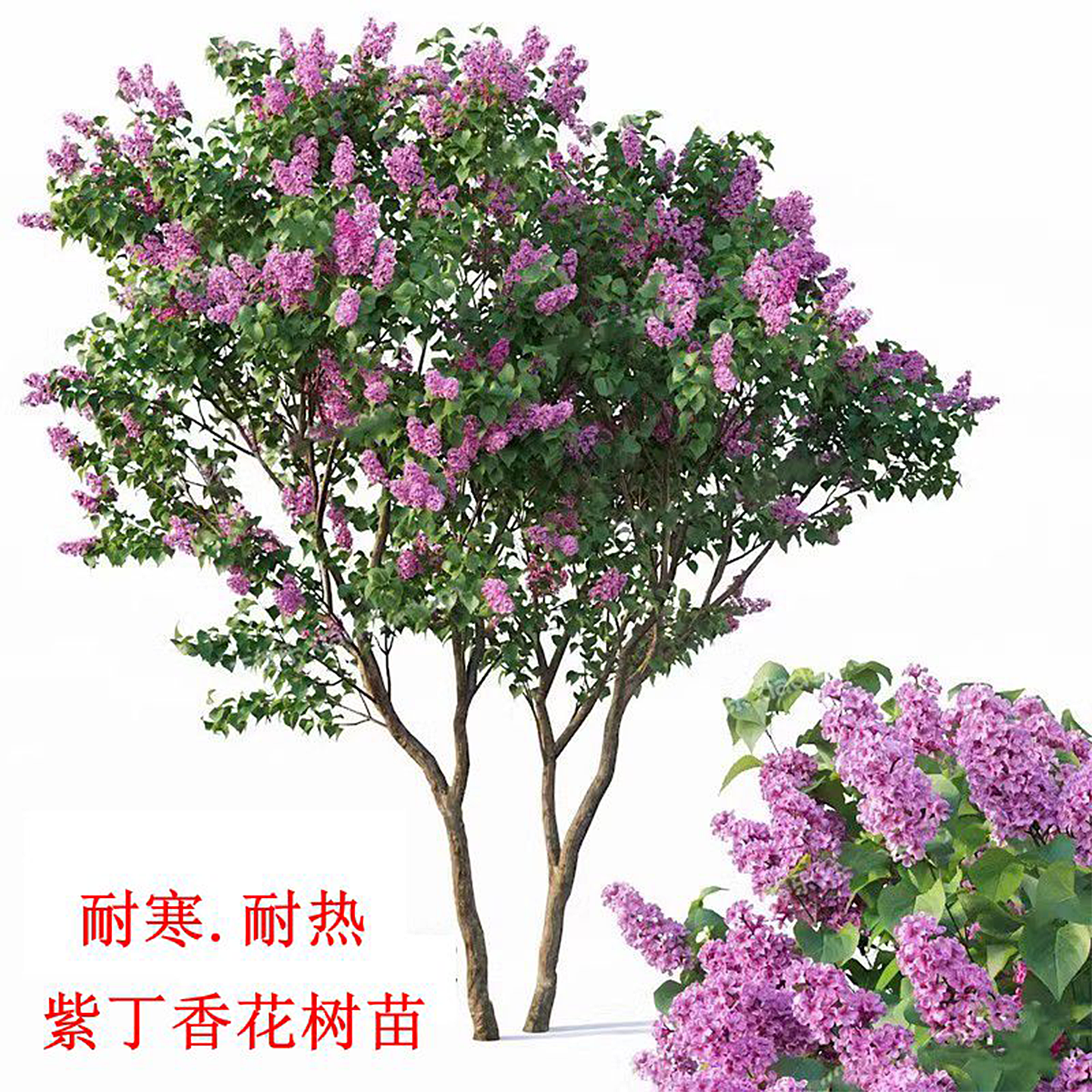 丛生紫丁香花盆栽嫁接丁香花树苗