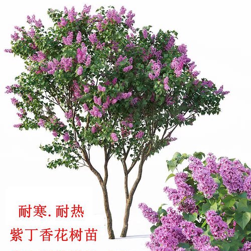 丛生紫丁香花盆栽嫁接丁香花树苗
