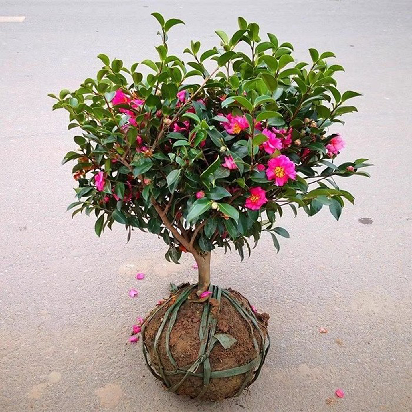 庭院茶梅球花树苗别墅大型耐寒