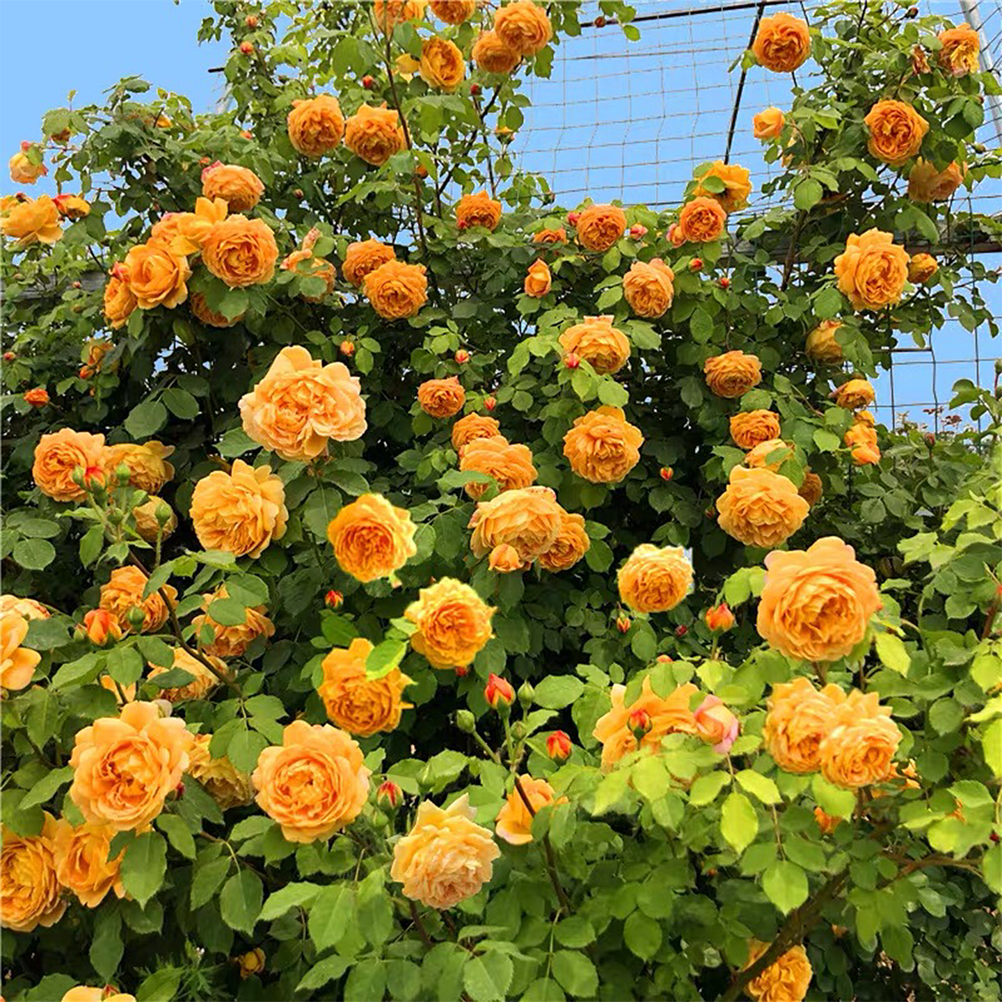 黄金庆典藤本月季花大苗浓香爬藤