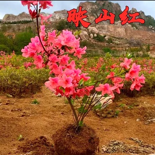 映山红树苗杜鹃花树苗老桩南方北方种植抗寒抗冻映山红苗