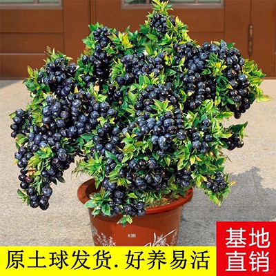 蓝莓苗盆栽奥尼尔蓝莓树果苗庭院