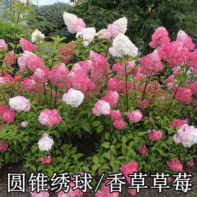 香草草莓北极熊圆锥绣球花苗盆栽