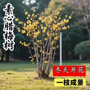 丛生腊梅花盆栽红梅花树苗高杆腊梅花树苗冬天开花耐寒庭院风景树