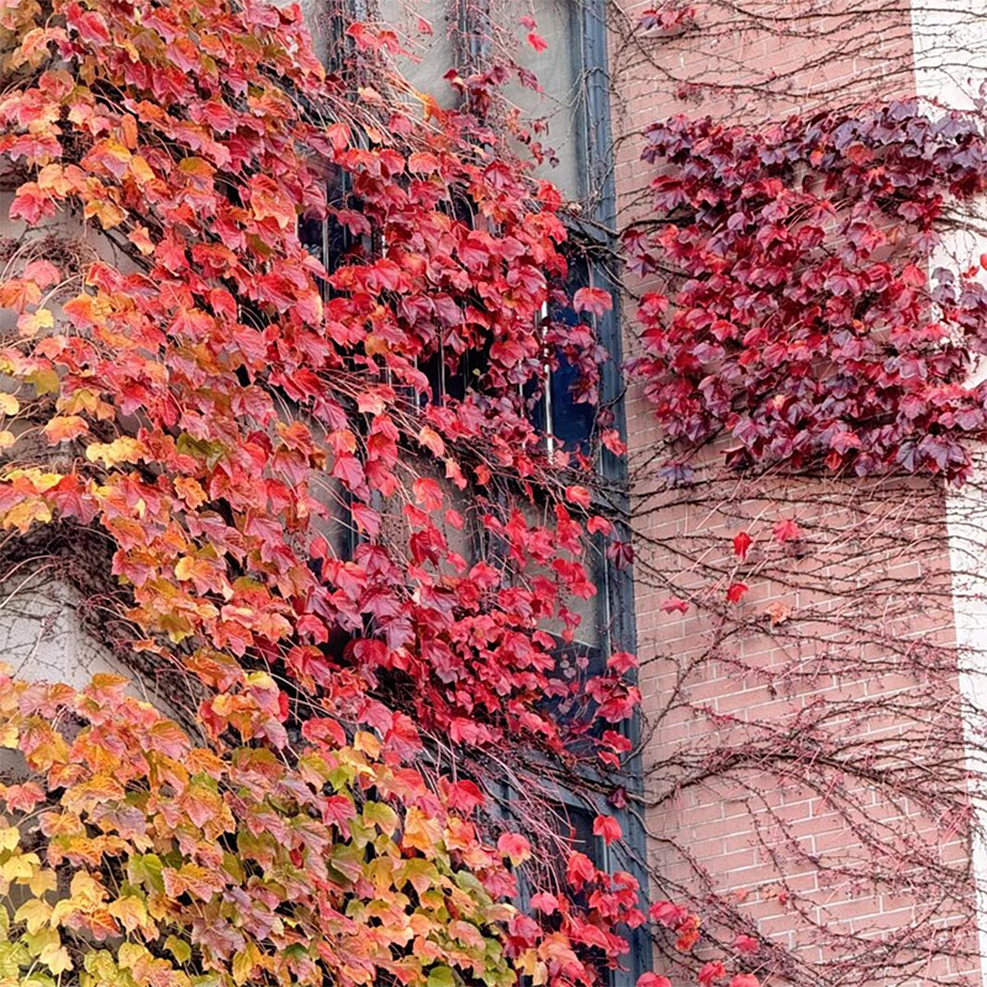 爬山虎爬藤植物四季爬山虎树苗