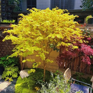 橙之梦枫树日本正宗黄金枫树苗盆栽红枫三季红庭院彩叶风景树耐寒