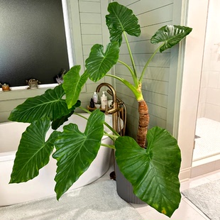 大叶滴水观音盆栽老桩霸王芋千手观音苗庭院阳台花镜观叶植物耐寒