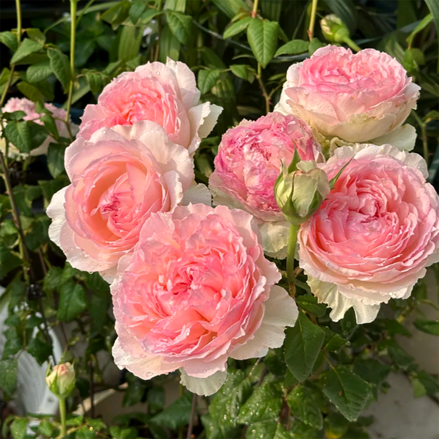 佩尔朱克灌木月季花苗盆栽特大花