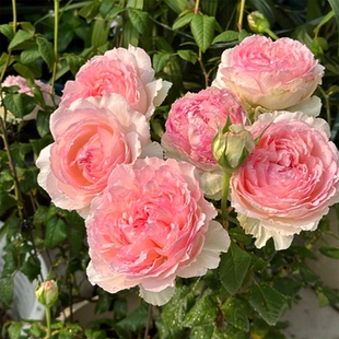 佩尔朱克灌木月季花苗盆栽大花浓香庭院阳台花园植物多季常开花