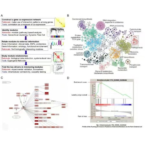 转录因子DNA结合位点预测分子对接可视化
