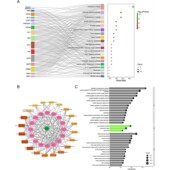 扩增子16s 18S ITS测序数据分析与注释定制分析
