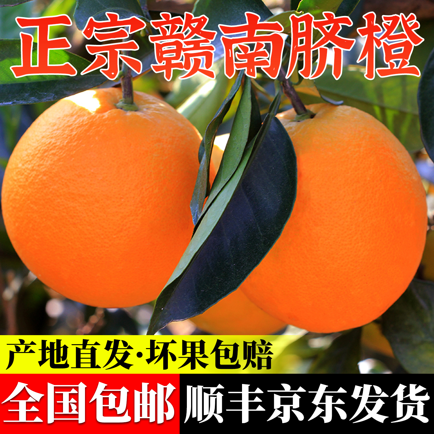 正宗江西赣南脐橙10斤装大果新鲜橙子产地直发20斤手剥果冻橙包邮
