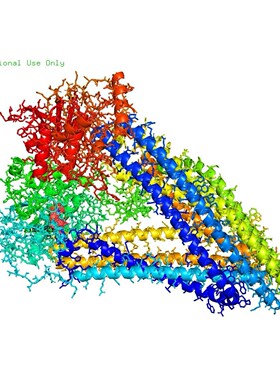 蛋白分子对接Discovery Studio分析3D结构2D结构图PyMOL