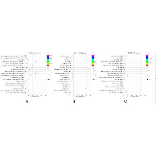医学生信分析单细胞测序转录组TCGA/GEO数据库挖掘分析服务