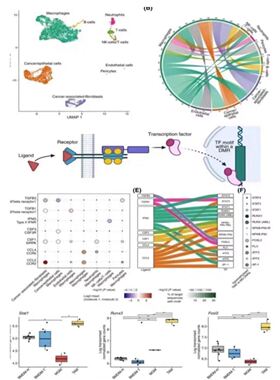 RNAseq转录组生信分析miRNA/lincRNA/circRNA个性化作图RNA-seq