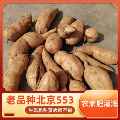 北京553红薯地瓜黄心黄瓤已糖化蒸烤番薯易县红薯狼牙山红薯