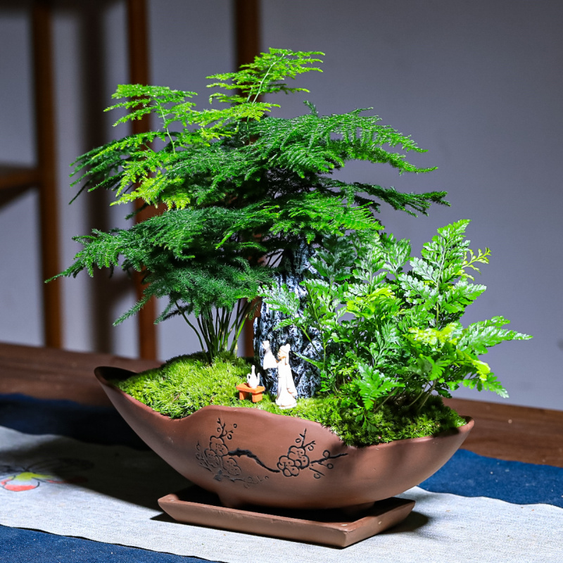 文竹小盆栽竹子h新中式禅意茶室微景观室内办公室花卉绿植盆景植