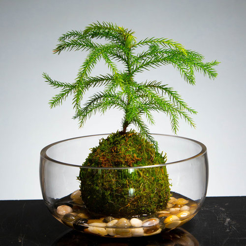 水培植物花瓶大口径花盆金鱼缸透明E玻璃器皿水养植物绿萝水培花