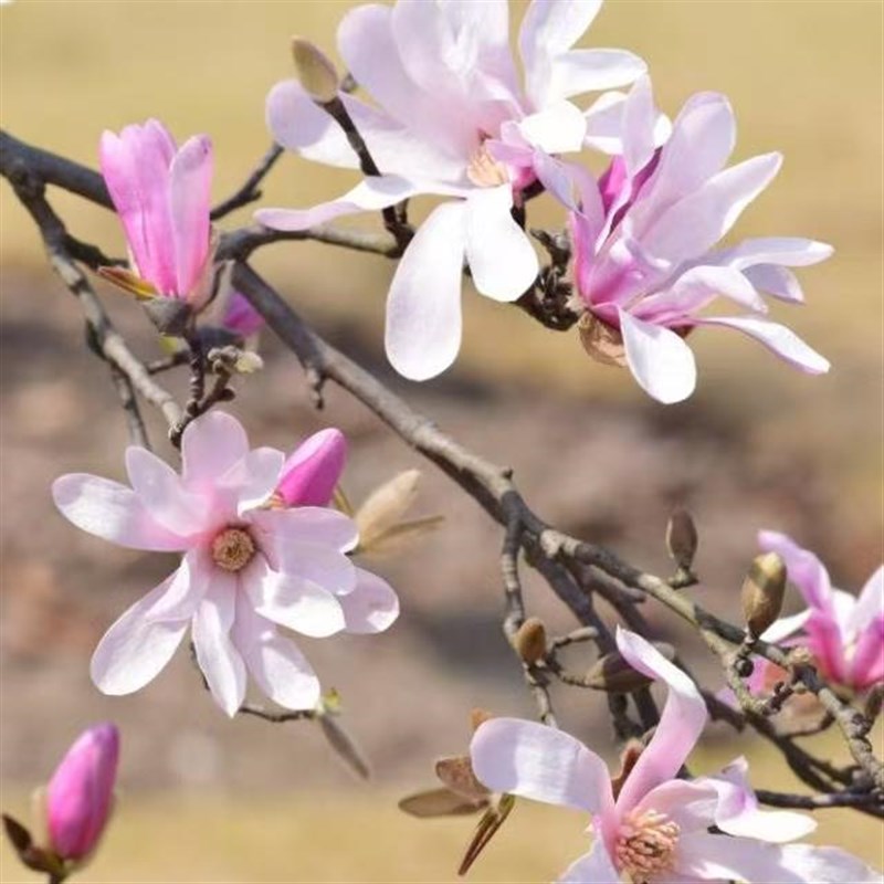星花玉兰玫瑰粉黛皇家之q星睡莲桃花姬 日出丹馨 耐寒庭院花园乔图片