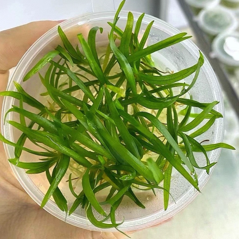 小水兰无菌杯鱼缸造景中前景水草水草