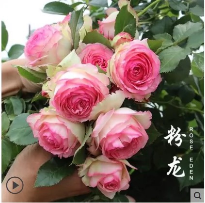 粉色龙沙宝石勤花藤本月季攀援阳台庭院花园植物花卉盆栽大花浓香