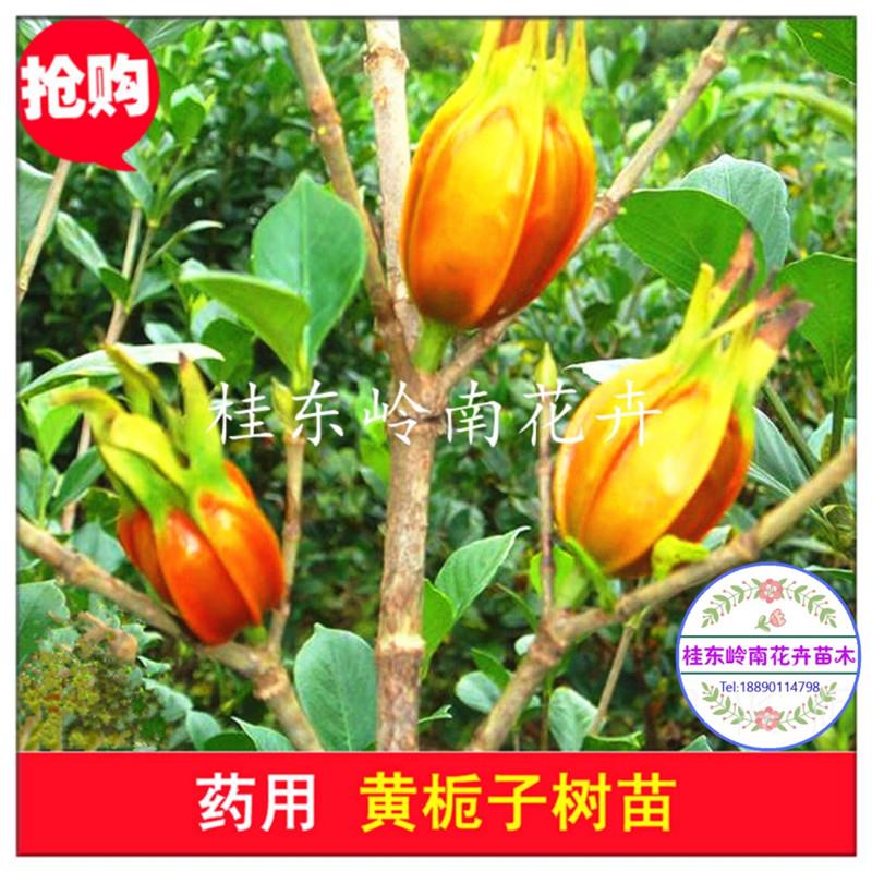 供应黄栀子树苗结果山栀子苗绿化盆栽观赏中药材栀子苗食用色素