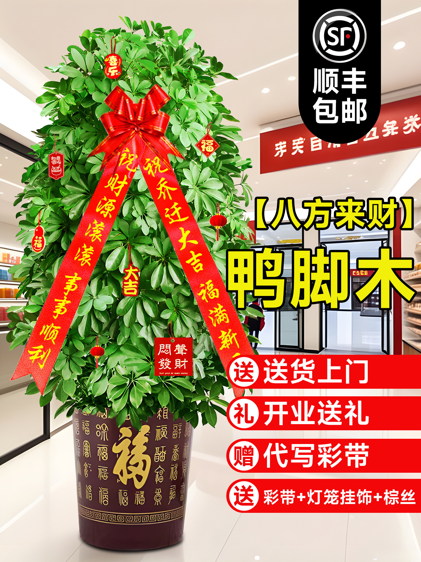 鸭脚木盆栽室内客厅大型绿植花卉八方来财开业乔迁送礼植物招财树