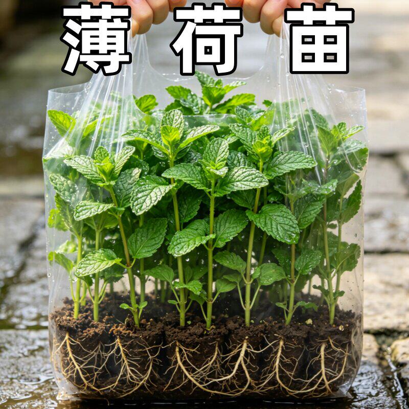 薄荷盆栽驱蚊可食用留兰香薄荷叶水培植物迷迭香室内驱蚊大盆绿植