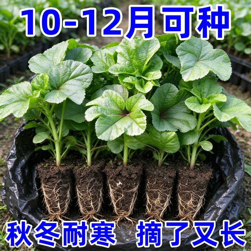 糯米冬寒菜苗子儿菜高钙菜冬苋菜苗阳台小院盆栽地栽带土发货秧苗