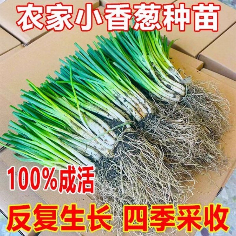 正宗耐寒抗病四季小香葱根苗小细葱秧苗室内外种植秋冬天菜苗