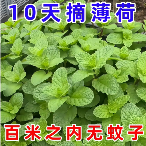 薄荷种子可食用老品种香水柠檬薄荷种籽四季阳台盆栽驱蚊花卉种孑