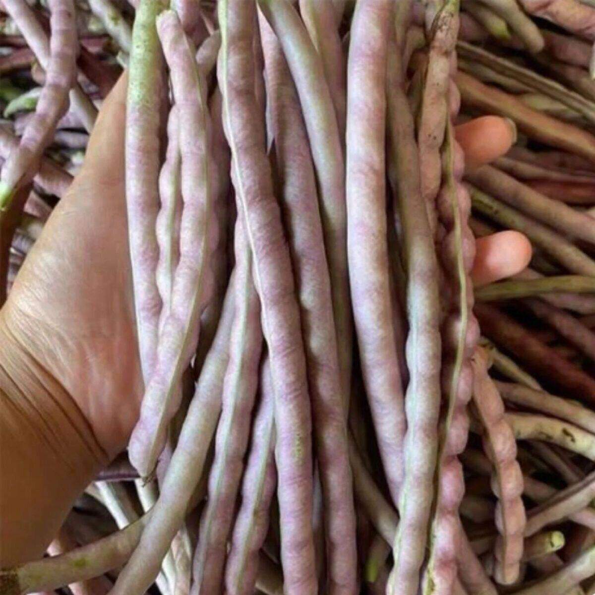 湖南老品种豆角种子易种植八月秋豇豆角种子四季蔬菜种子可留种子